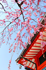Image showing Japanese temple and sakura