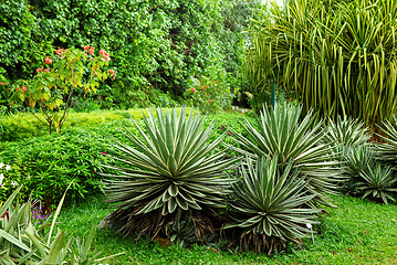 Image showing Green plant in garden