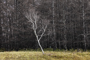 Image showing Pine tree forest