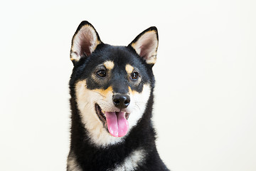 Image showing Black Shiba portrait