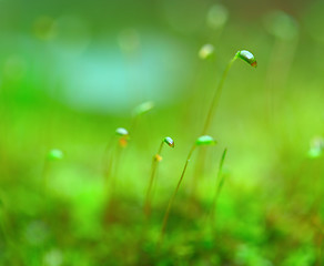 Image showing Green grass close up