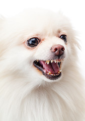 Image showing White pomeranian angry barking