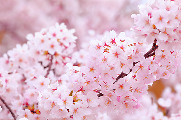 Image showing Sakura in pink