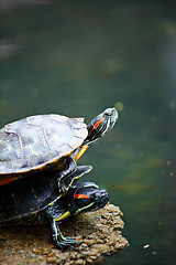 Image showing Tortoise