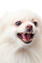 Image showing White pomeranian barking