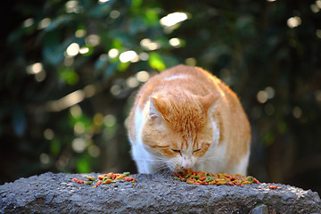 Image showing Street cat feeding