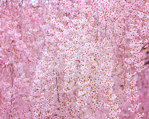 Image showing Cherry sakura