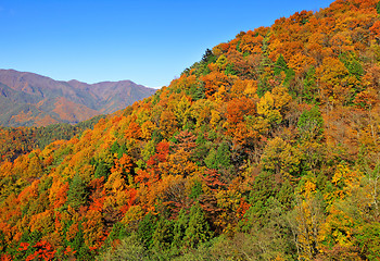 Image showing Colouful mountain during Autumn season