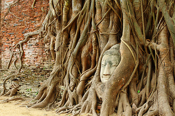 Image showing Buddha head in old tree