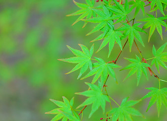 Image showing Maple tree