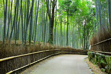 Image showing Bamboo forest in Kyoto at Japan