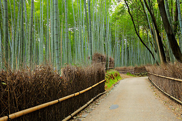 Image showing Road in Bamboo forest