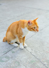 Image showing Cat on street