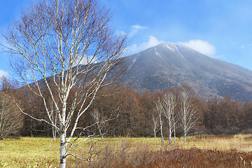 Image showing Autumn forest