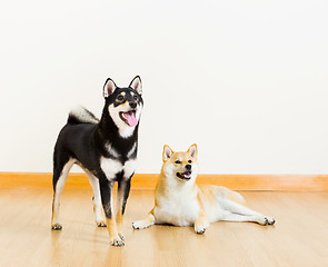 Image showing Shiba dogs