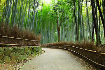 Image showing Bamboo forest in Kyoto