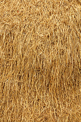 Image showing Dried straw