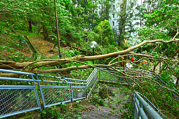 Image showing Tree collapse after typhoon