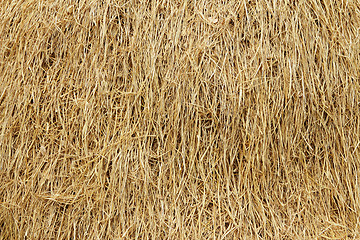 Image showing Dried reed