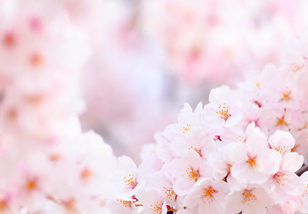 Image showing Sakura close up