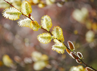 Image showing Willow