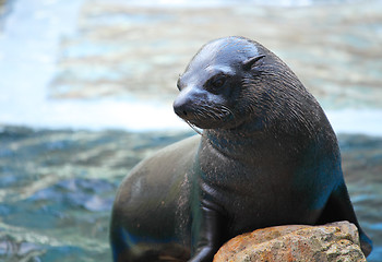 Image showing Sea lion on rock