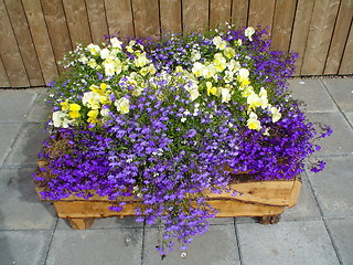 Image showing flowers in  box