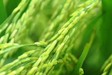 Image showing Paddy rice