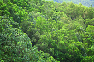 Image showing Forest from top view