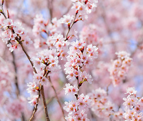 Image showing Sakura