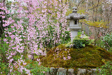 Image showing Sakura in Japanese garden