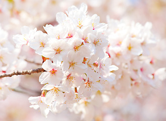 Image showing Sakura