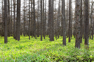 Image showing Pine tree forest