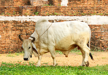 Image showing White cow