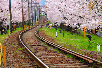 Image showing Sakura tree and train track