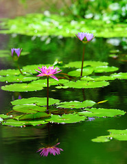 Image showing Lotus flower in pond