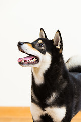 Image showing Black shiba side profile