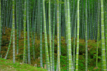 Image showing Green bamboo forest