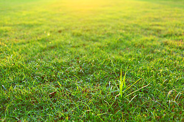 Image showing Green lawn with sunlight