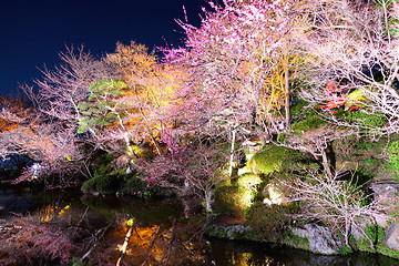 Image showing Sakura tree with river reflection at night