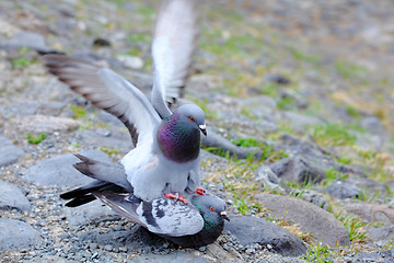 Image showing Pigeons having sex