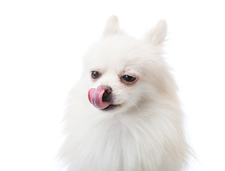 Image showing White pomeranian dog with tongue