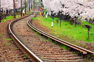 Image showing Sakura and railway