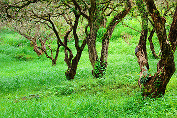 Image showing Tropical rainforest