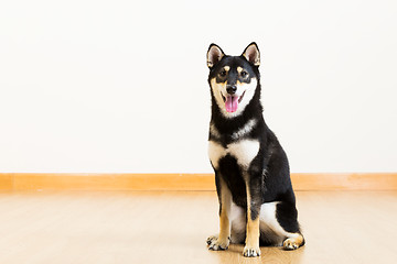 Image showing Black shiba