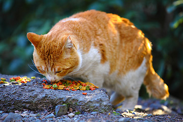 Image showing Street cat