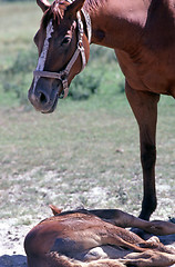 Image showing Mare with foal
