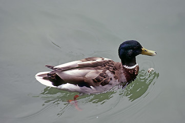 Image showing Duck