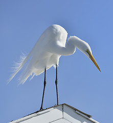 Image showing Great White Egret 