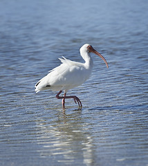 Image showing White Ibis